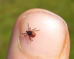 tick on thumb