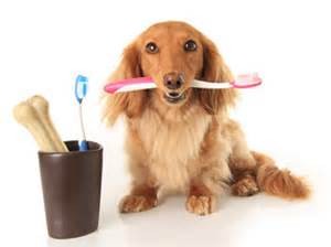 dog w toothbrush
