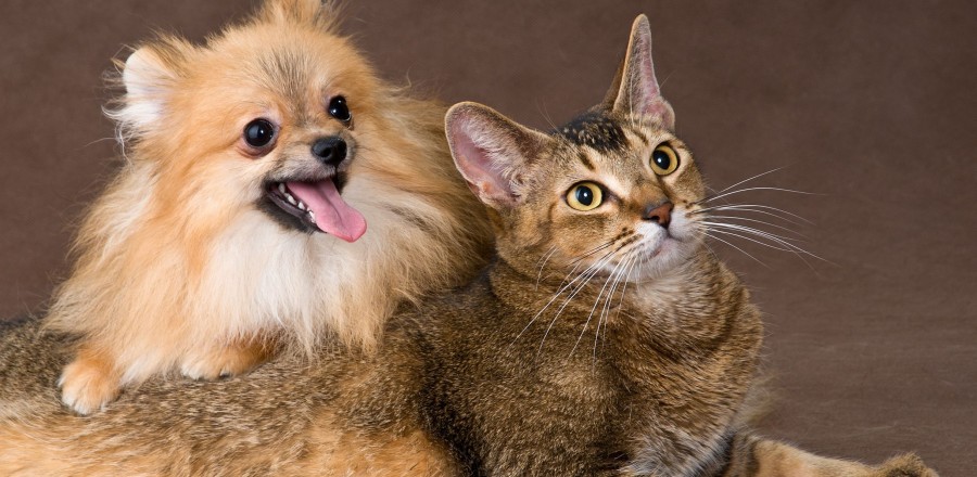 The Paw Spaw – Grooming
